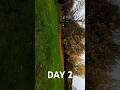 Low flight #dji #drone #avata2 #fpv #autmn #trees #flight #goggles3 #day2