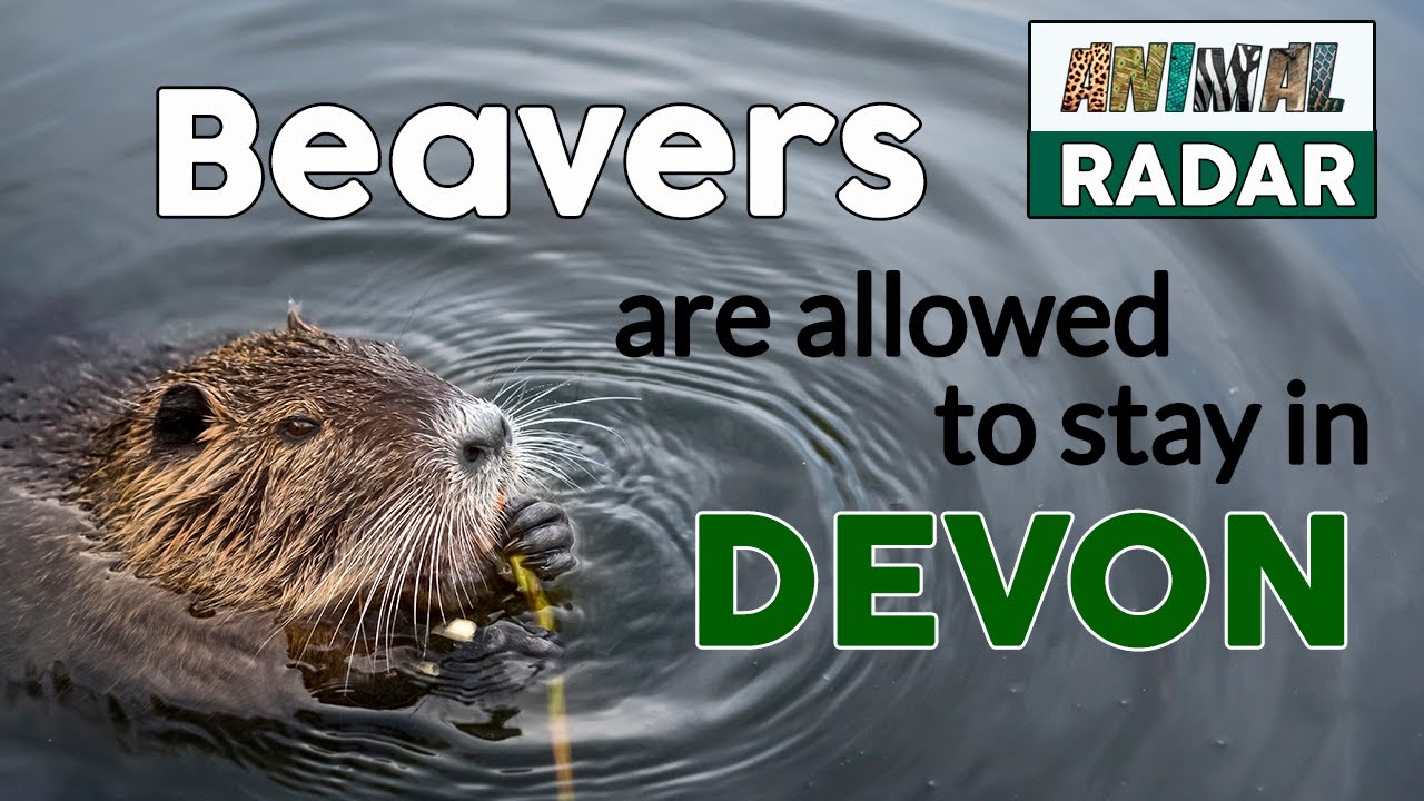 Rewilding Beavers 👉 Beavers Are Allowed to Stay in Devon! - YouTube