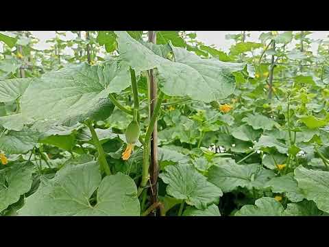 Video: Petua Untuk Mencegah Reput Akhir Bunga Melon