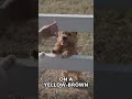Why your dog struggles to find red toys in grass