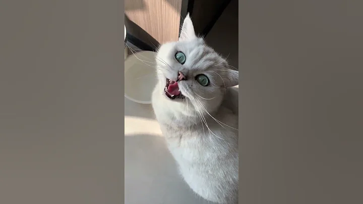 Video 11816601: cat pets meow funny, cat meowing pets cute, meow walk, cat outdoor