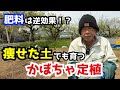 【初心者】かぼちゃ定植でやってはいけない2つの失敗ポイント