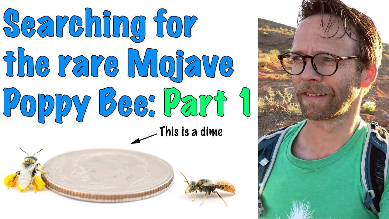 Searching for the rare Mojave Poppy Bee: Part 1