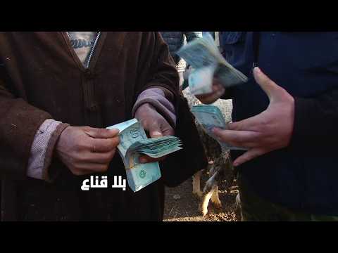 بيعة وشرية عالمباشر لعلوش العيد بمليون و700 فيه 50كلغ وماكل العرعار..وأكبر كبش في السوق ب3ملاين!!