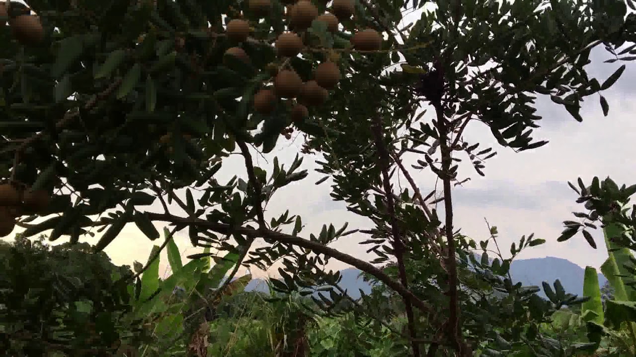 Keburukan Buah Mata Kucing : Nukilan Hati: Sarawak punya Buah Mata