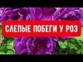 РОЗЫ. ПОДКОРМКА РОЗ ПО ЛИСТУ, СКАЖИ СЛЕПЫМ ПОБЕГАМ,...НЕТ!!!