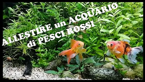 Come deve essere un acquario per un pesce rosso?