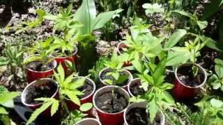 guerilla grow outdoor ,plantation dans le bois part 1 Resimi