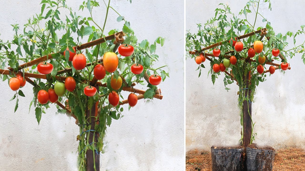 How to grow tomatoes from tomato at home for beginners youtube