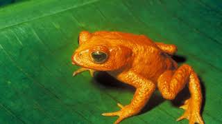 Extinct | Wikipedia audio article