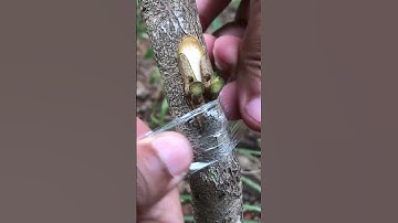 Rambutan Tree Bud Grafting EP313 #grafting#rambutan