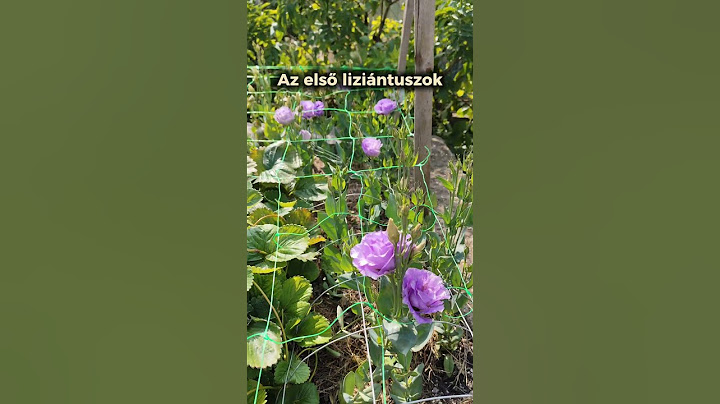 Végre itt van amit annyira vártunk! Még csak egy szálat vágtam le egy csokorba