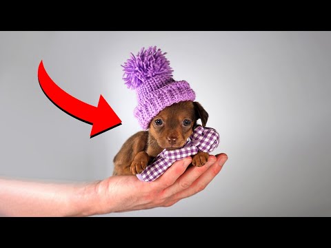 Видео: 10 лучших пород собак, идеально подходящих для ловли крыс