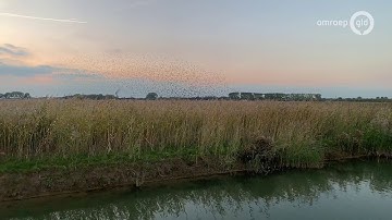 Dit is waarom een zwerm spreeuwen zo