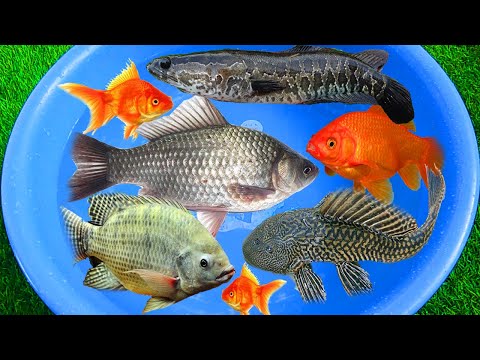 Video Tên gọi các loại cá sông - cá chép - cá quả - cá rô... - youtube