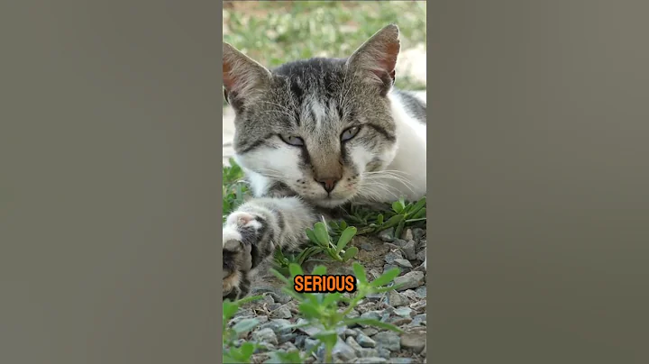 Why my cat is not eating anything? #shorts #pets #cats #feline #catlover #catcare #cathealth