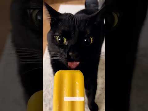 42 #funny #funnyanimal