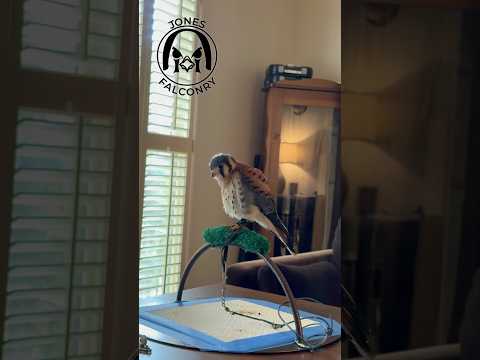 Saturday morning emails with the puff-ball! #josetheamericankestrel