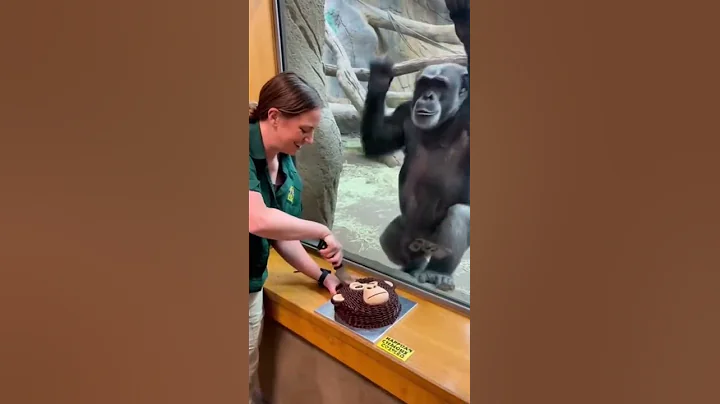 Chimpanzee Freaks Out Over Birthday Cake at Zoo. #shorts