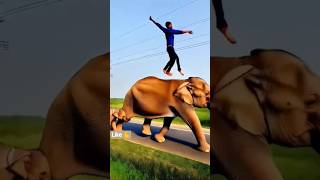Elephant Video