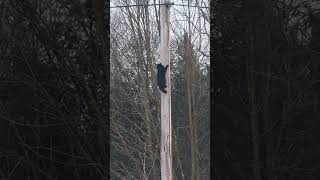 Un chat qui fait une mission impossible. #videochat#chat#superchat