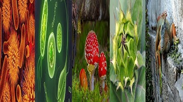 The Five Kingdom Classification of Organisms