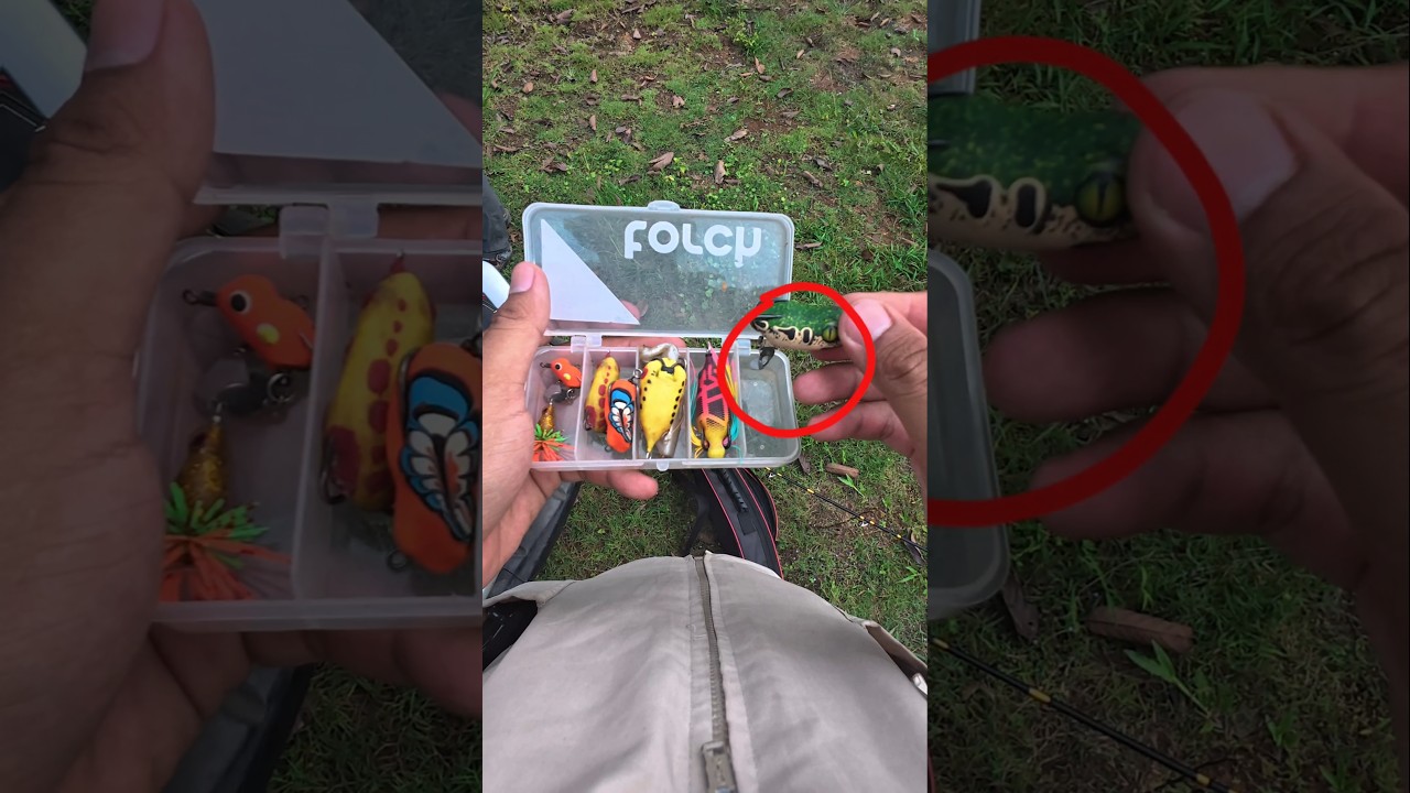 DIKASIH SOFT FROG AUTOGACOR‼️