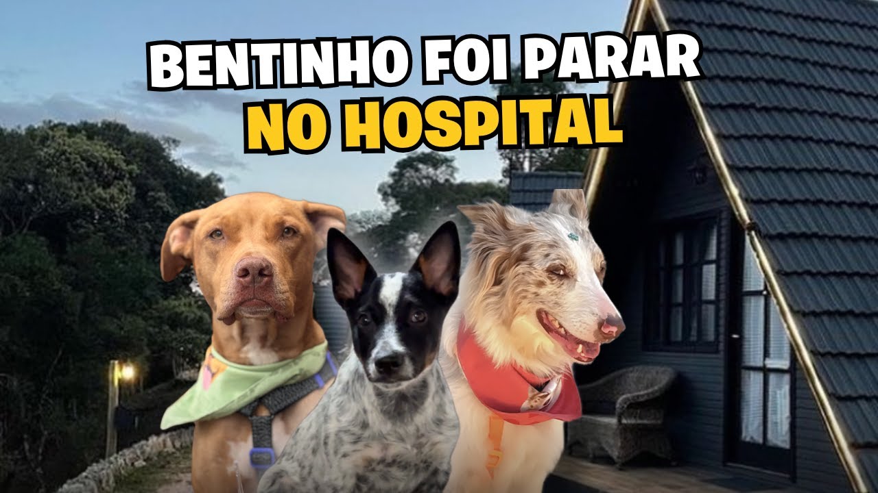 Veterinário, Aventura e Surpresa: O Que Aconteceu Com o Bento?