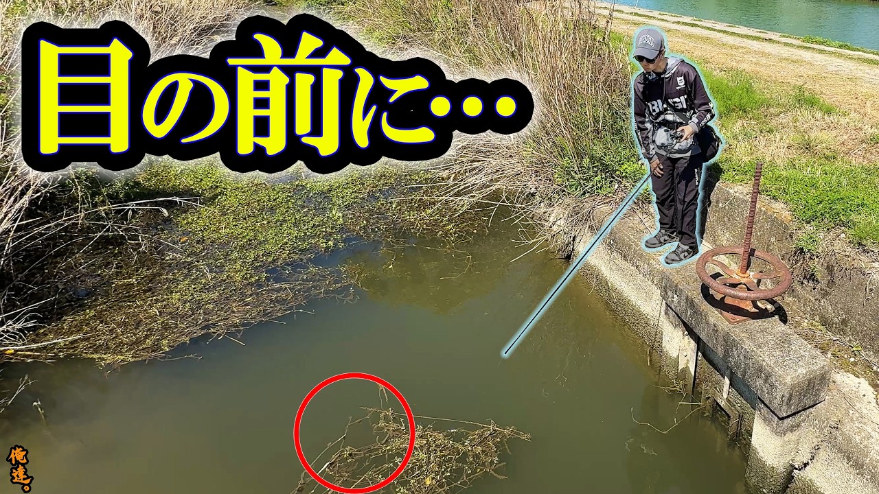 水路の中のヌシにワームを落とした結果。【旧吉野川】