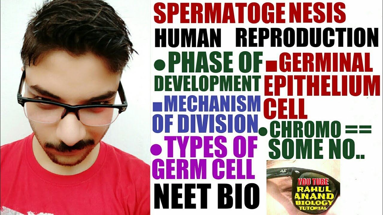 Spermatogenesis|Multiplication Phase;Growth Phase;Maturation Phase|Human Reproduction