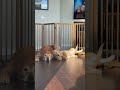 Puppy Bennie Flops Down to Cuddle Senior Friend TJ