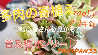 【多肉植物】普及種で寄植えをしました。