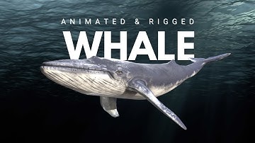 Whale Animated and Rigged 3D model