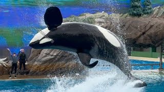 Orca Encounter(super Ulises) January 14, 2024 - SeaWorld San Diego by Tilikum16 1,385 views 3 months ago 21 minutes