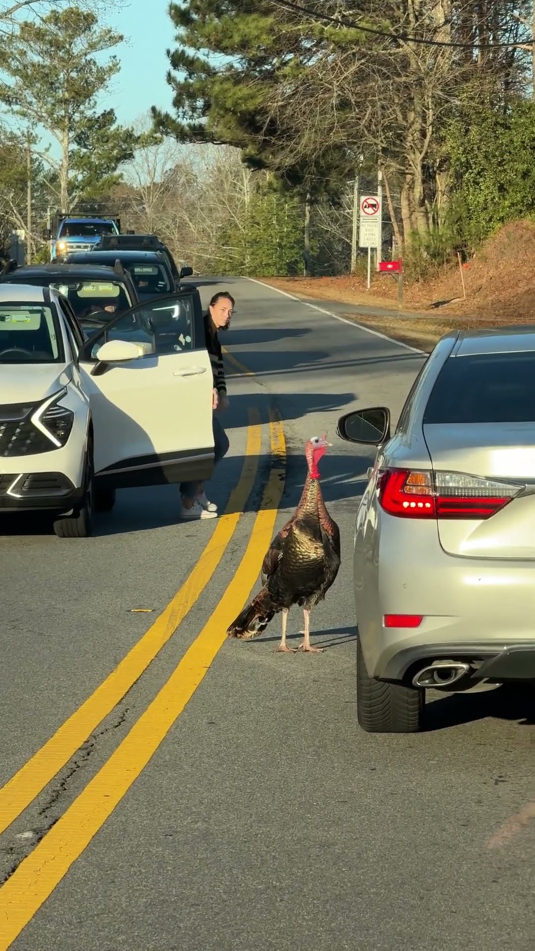 Turkey Chases Reflections In Traffic || ViralHog