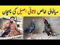 Pure lasani aseel ki pehchan   poultry markaz