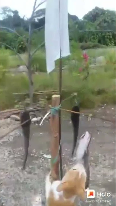 Kucing panjat pinang