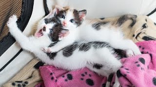 Trailer Park Kitten Rescue in West Virginia