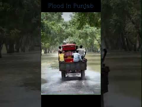 Flood In Punjab Heavy Rain Shorts Ytshorts Farming Pb08farming Trending Viral