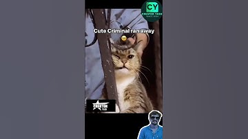 💥💥💢 புடிச்சு ஜெயில்ல போடுங்க சார் 😂😂😂😂 #hoomans #dogcomedyvideo #instatrending #creatoryash