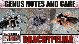 BRACHYPELMA BLOWOUT!