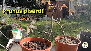 Prunus pisardii. Parte 1. Poda