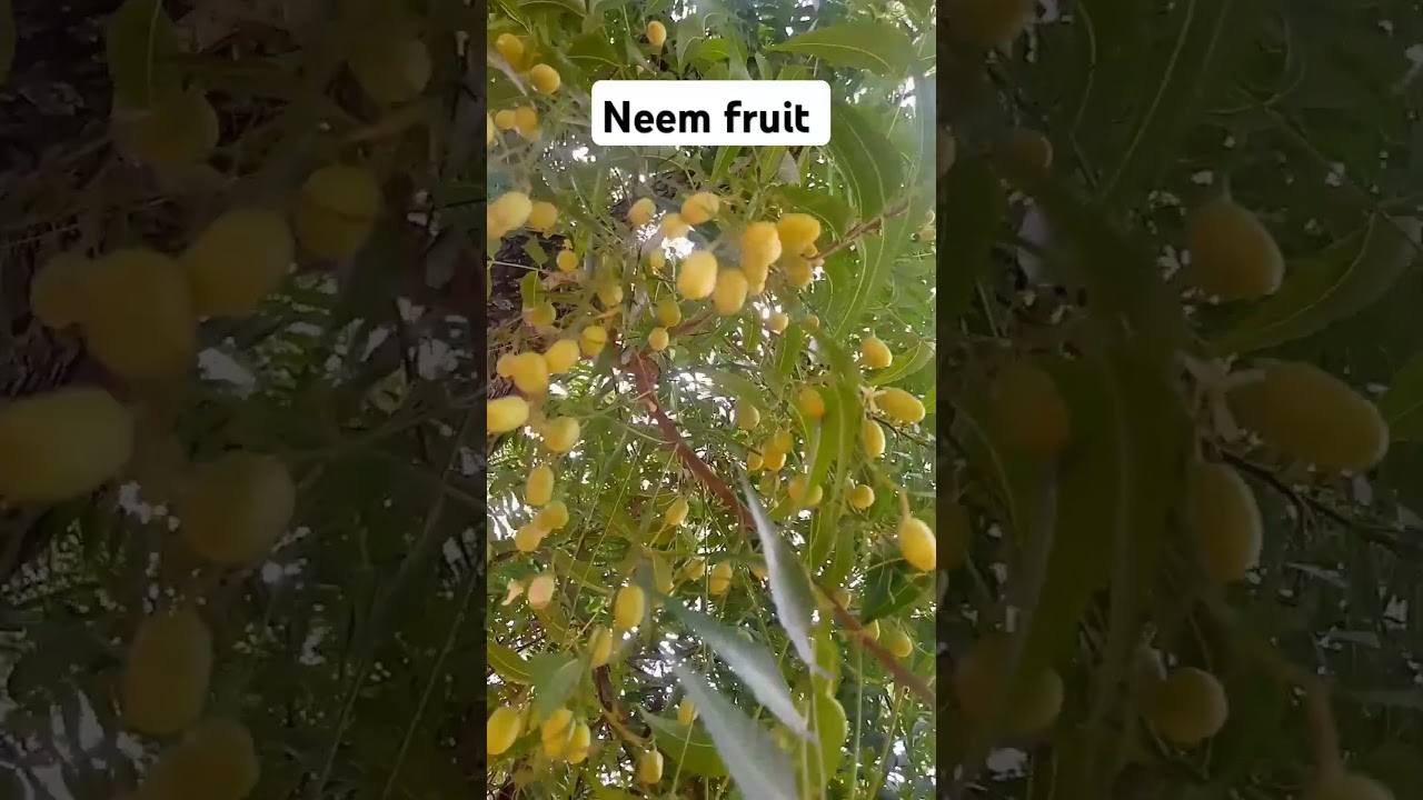 Have you seen neem fruit before? 