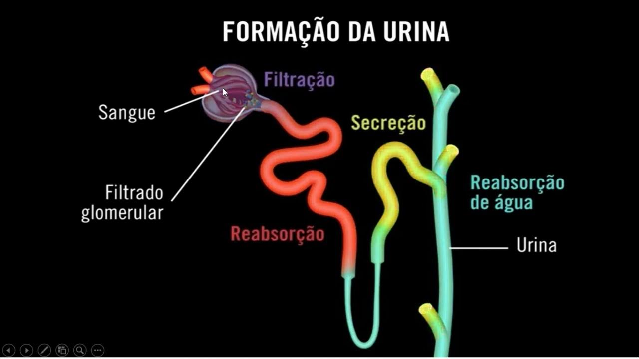 FORMAÇÃO DA URINA. FILTRAÇÃO GLOMERULAR. YouTube FORMAÇÃO DA URINA. FILTRAÇÃO GLOMERULAR. YouTube