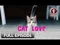 I-Witness: 'Cat Love,' dokumentaryo ni Kara David (Full Episode)