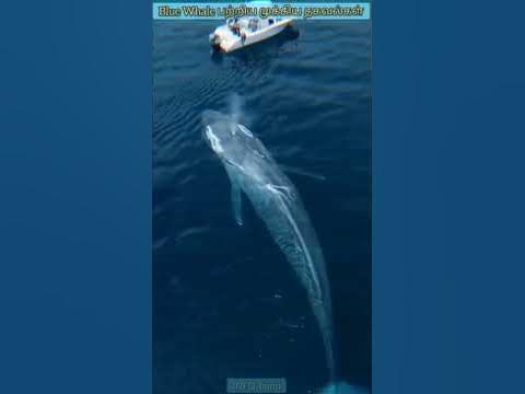 Blue Whale பற்றிய அதிர்ச்சிகரமான தகவல்கள்😱-facts of blue Whale-Tamil