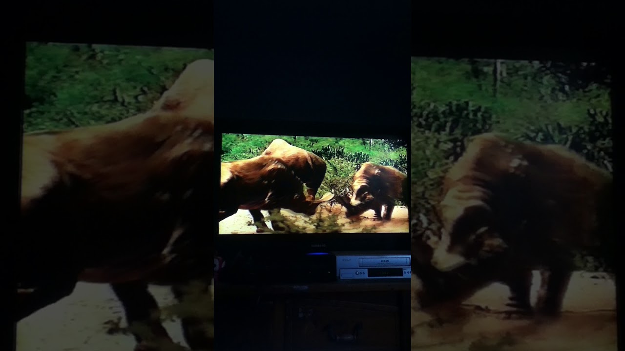 Walking With Beasts Tim Haines Announcement