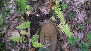 Animal Tracking 101 Elk Scat