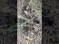 The Unstoppable #nature #AntsLife