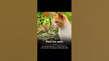 Почему у кошек молниеносная реакция? Лучше чем у змей? Кошка против змеи